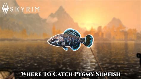 The word pygmy is used in Tamriel to describe comparatively small creatures, such as with the Pygmy Sunfish and Weeping Pygmy Shark. . Skyrim pygmy sunfish